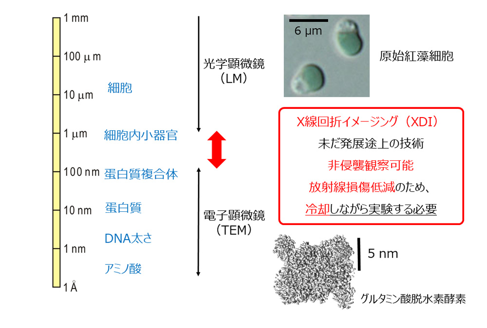 研究のきっかけ