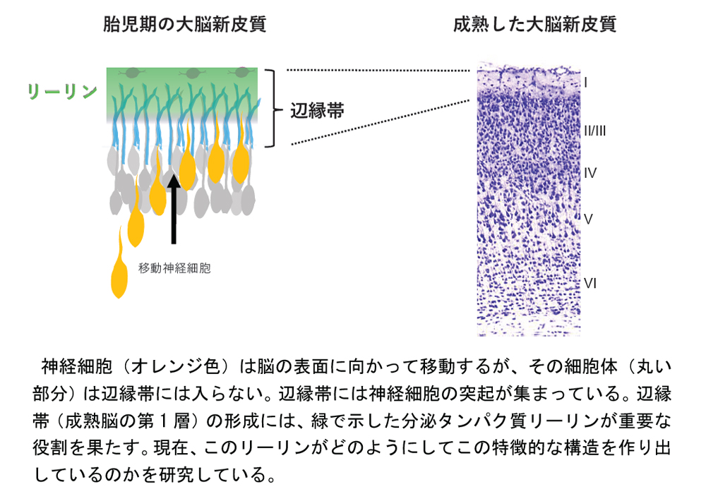 研究上の工夫等